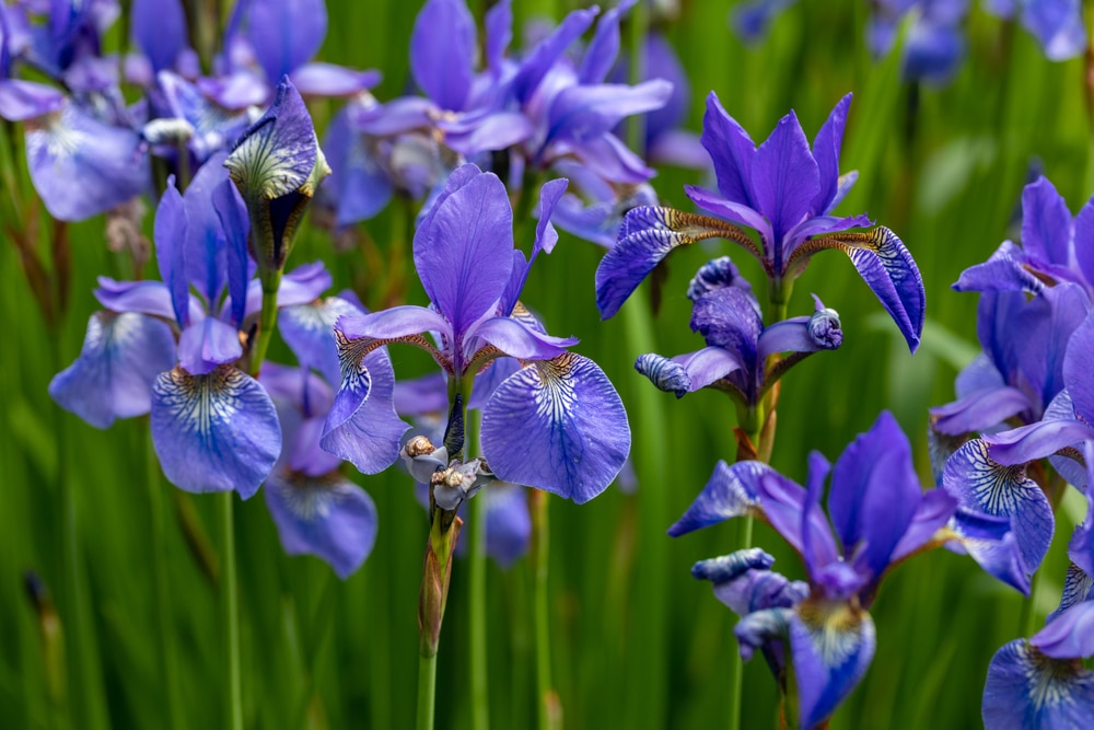 Plants That Look Like Cattails