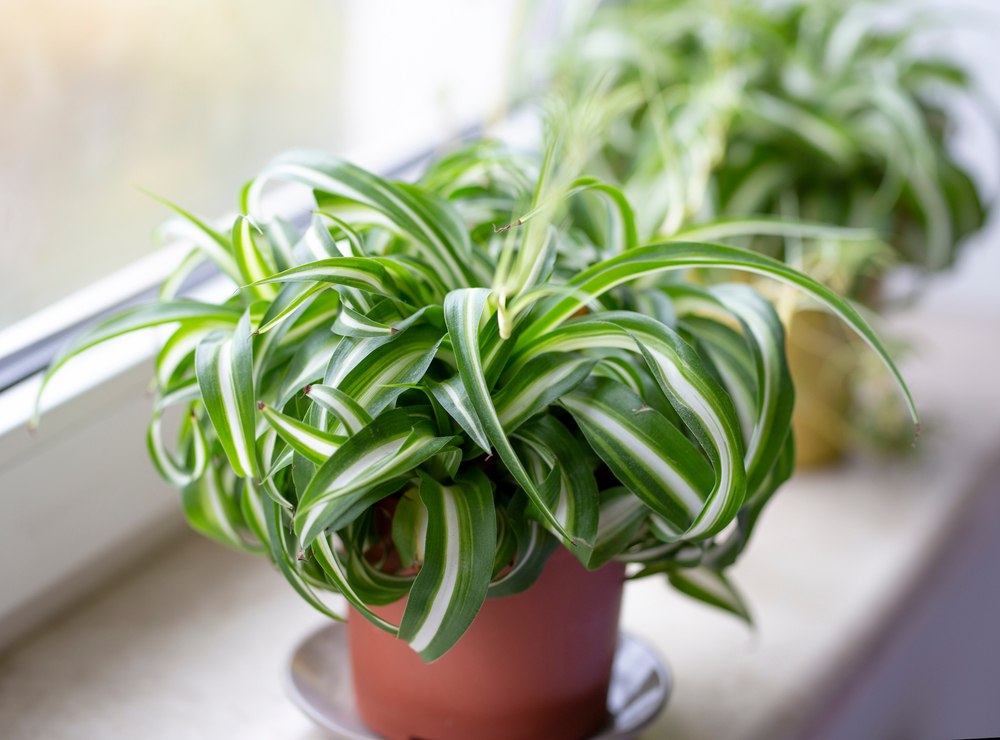 Do Spider Plants Like Humidity?