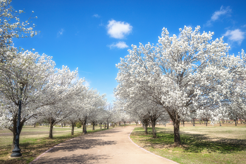 Trees That Grow Well in Albuquerque