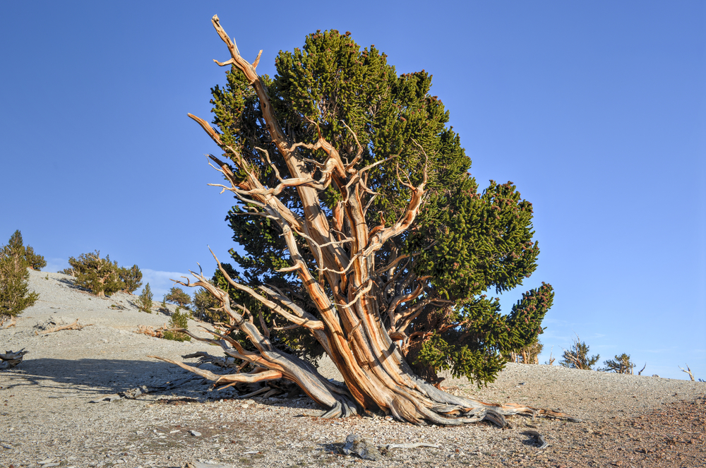 California Pine Trees