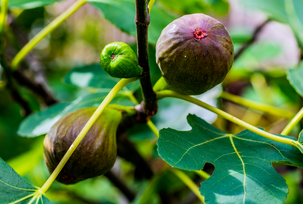 Fig Trees in Oregon