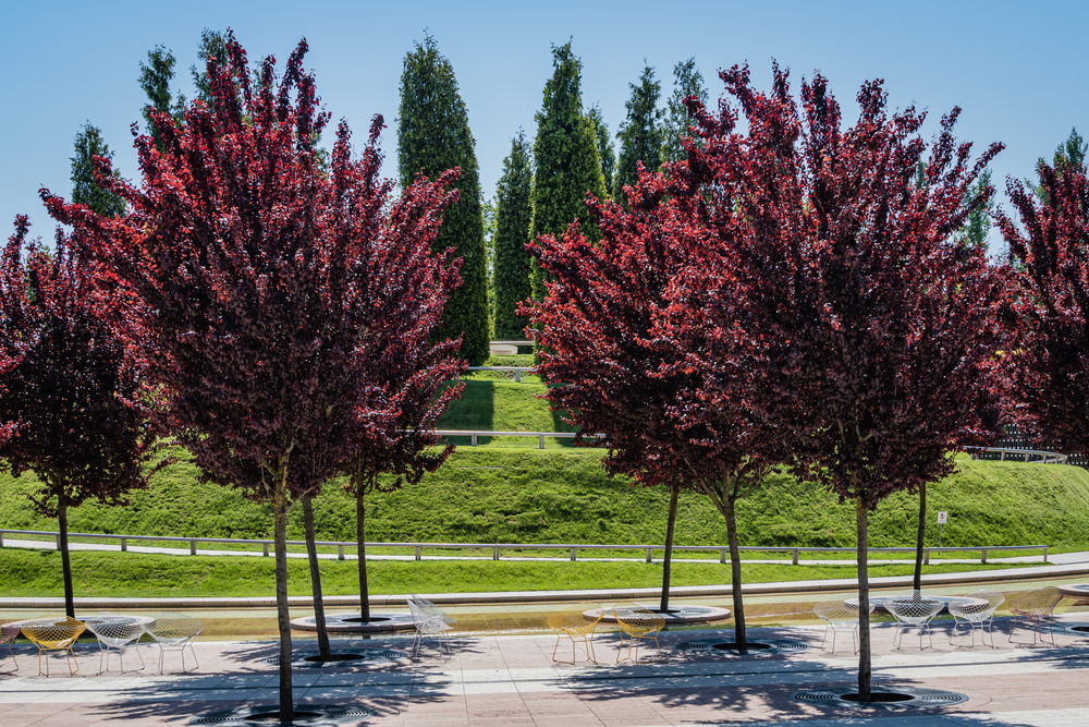 Purple Leaf Plum Tree Pros and Cons