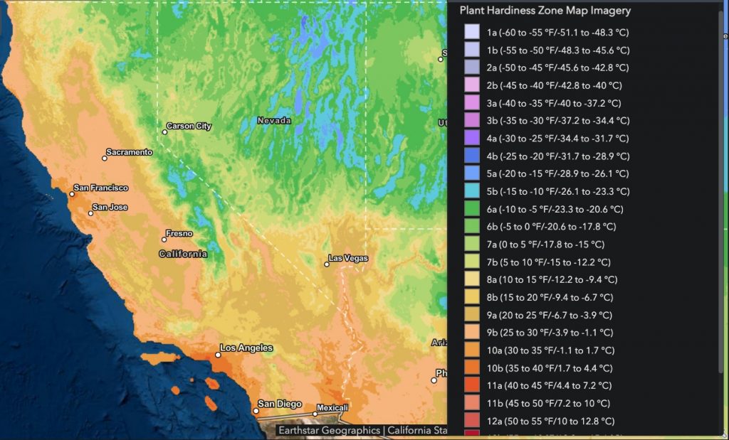 Olive Trees in California Varieties to Plant GFL Outdoors
