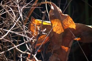 Canna Lily Leaves Turning Brown