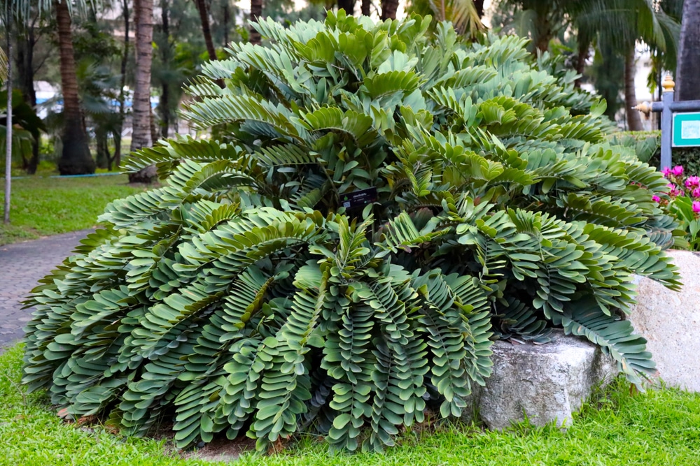 Plants That Look Like Palm Trees