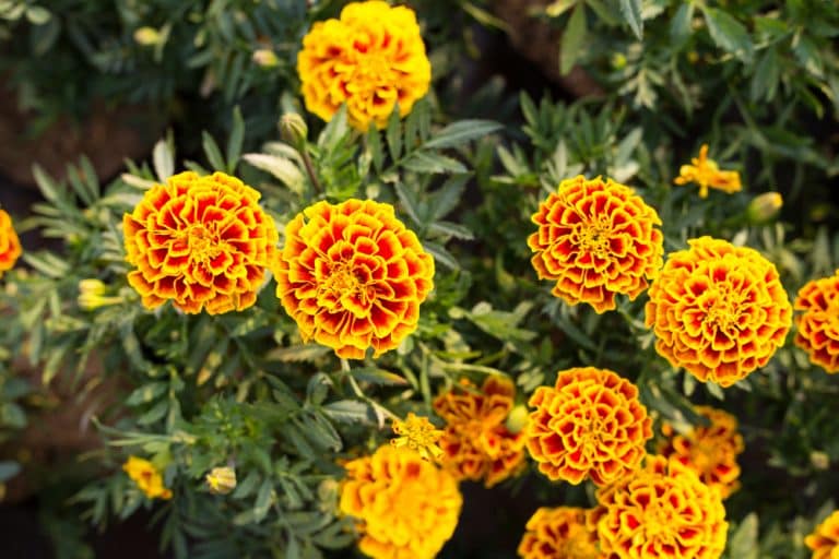 Plants That Repel Mosquitoes in Texas Effective Insect Repellent