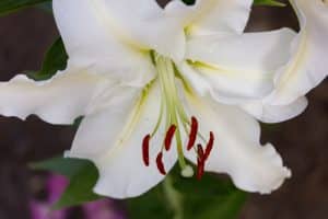 Flowers with Thick Stems