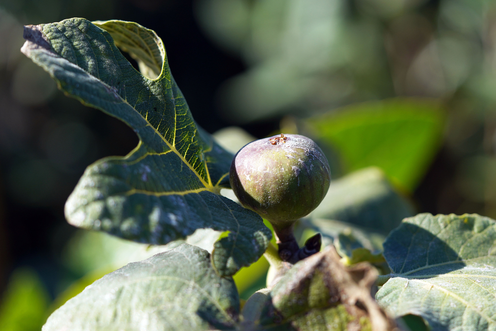 Chicago Hardy Fig Tree