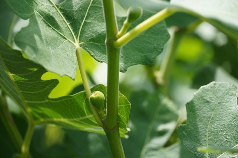 Fig Trees in Oregon Varieties That Thrive GFL Outdoors