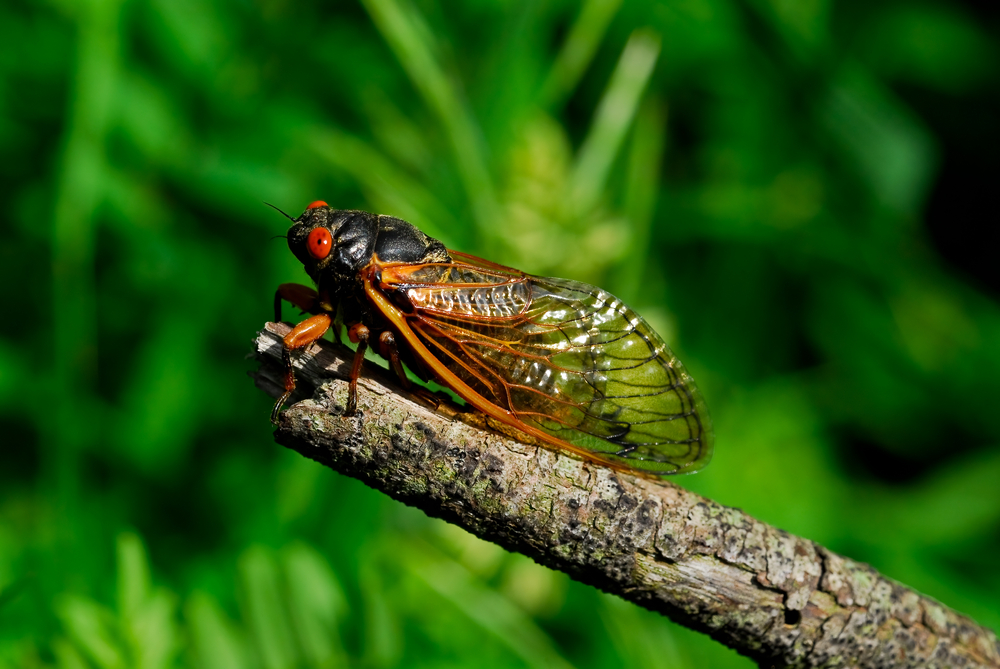 Do Cicadas Like Pine Trees