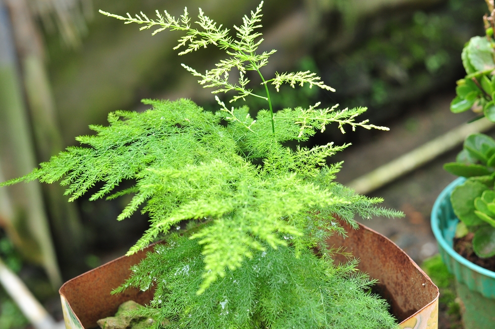 Plants That Look Like Asparagus