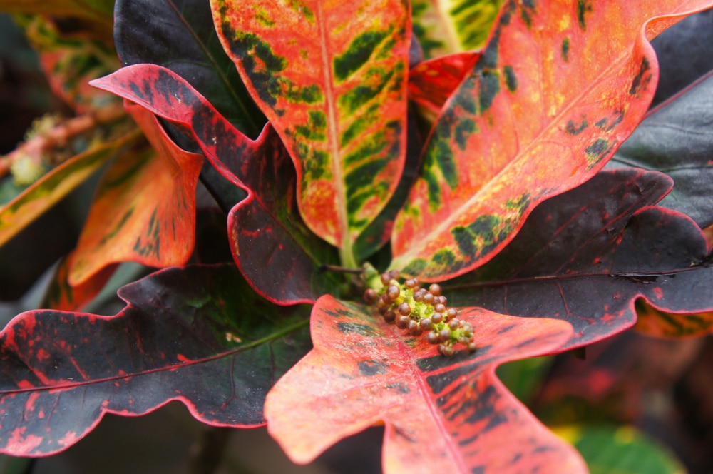 Can Croton Plants Live Outside