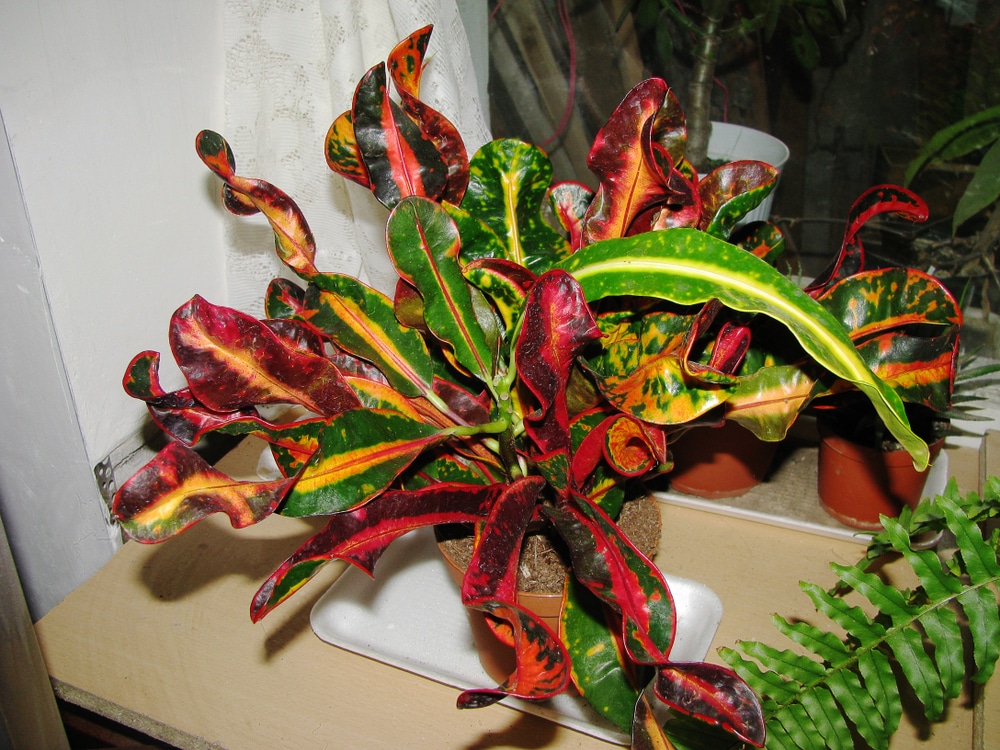 Will Croton Leaves Grow Back 