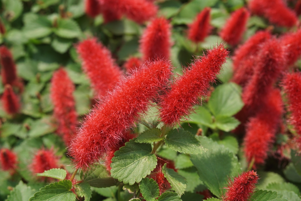 Plants That Look Like Cattails