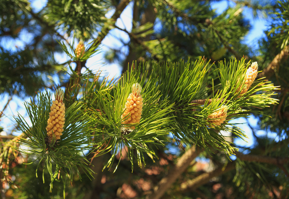 Minnesota Pine Trees