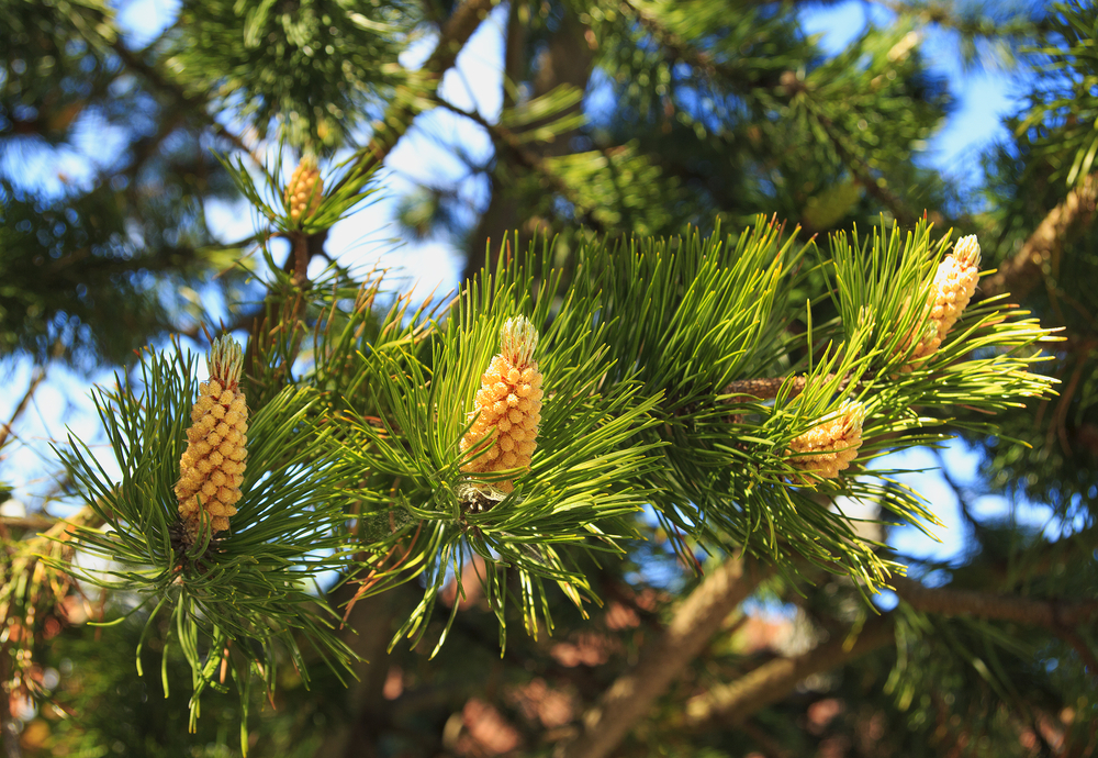 Pine Trees in Missouri