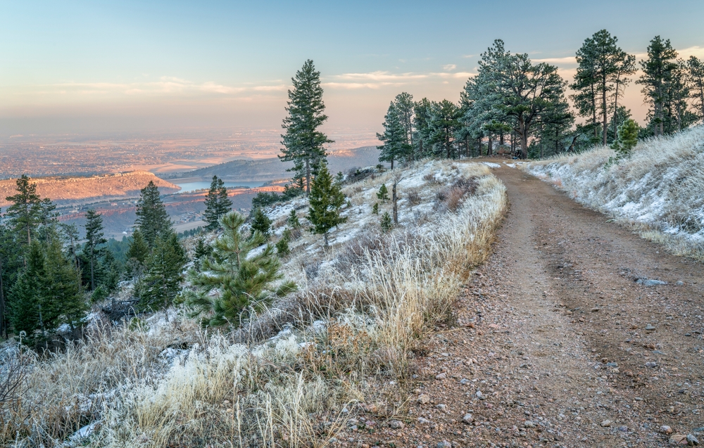 California Pine Trees