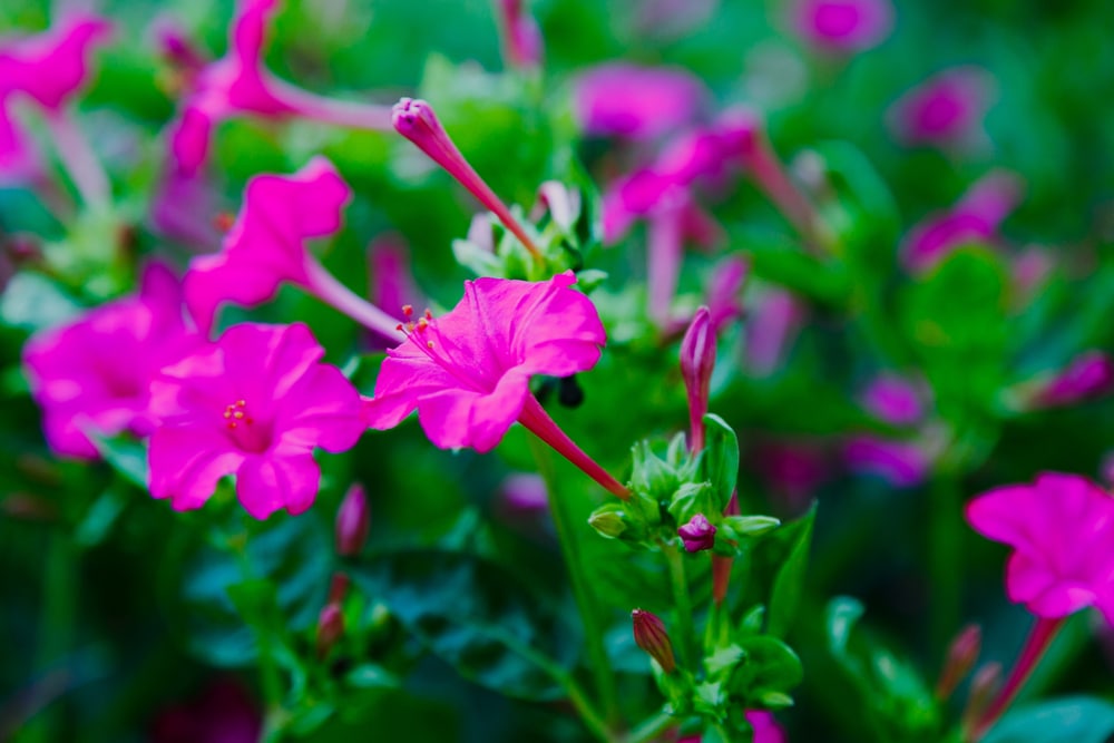 Flowers That Grow Well in Arizona