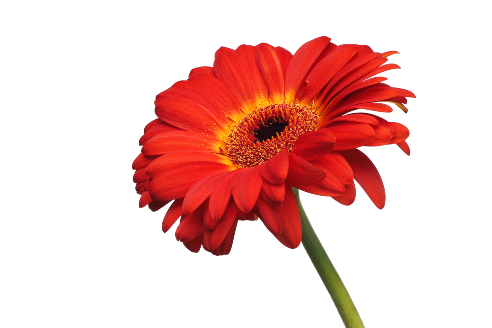 Do Gerbera Daisies Come Back Every Year?