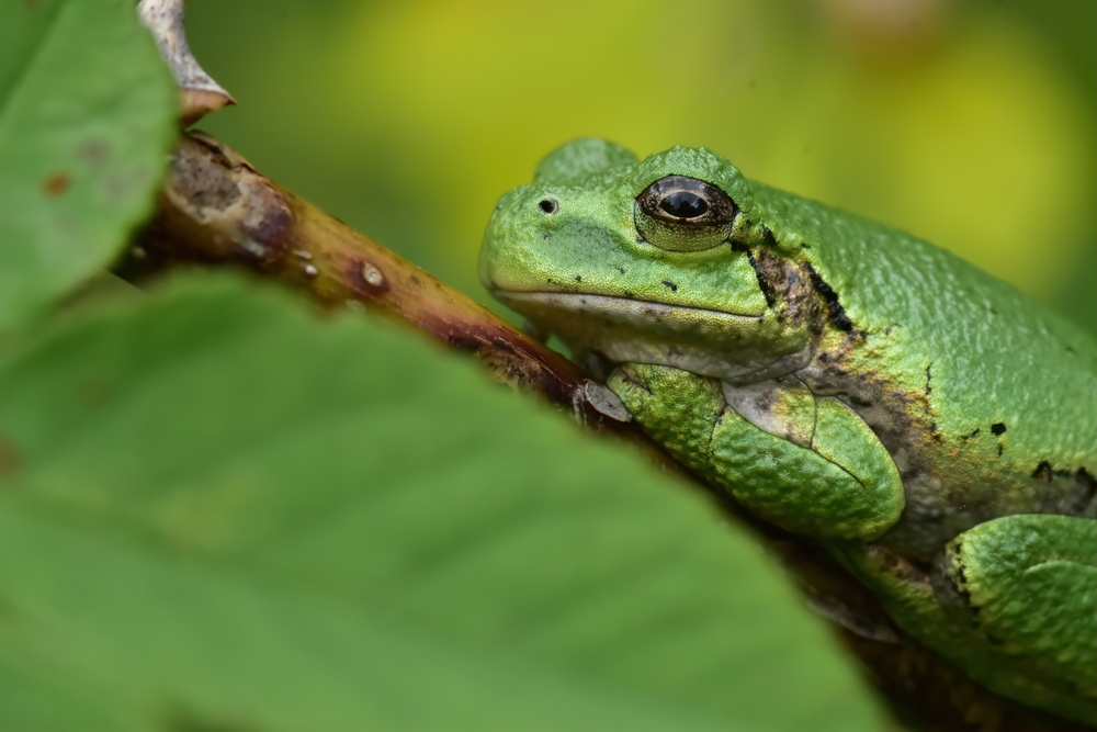 Tree Frogs in Missouri