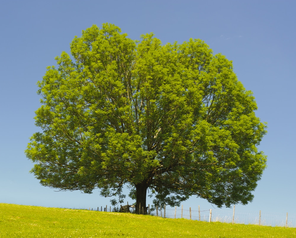 Types of Ash