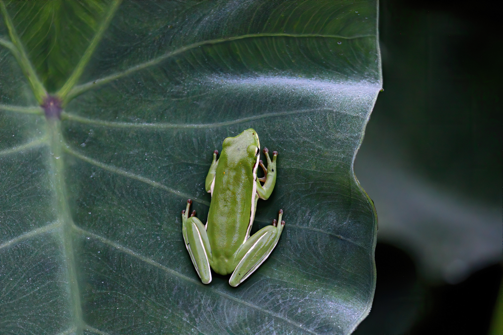 Tree Frogs in Missouri