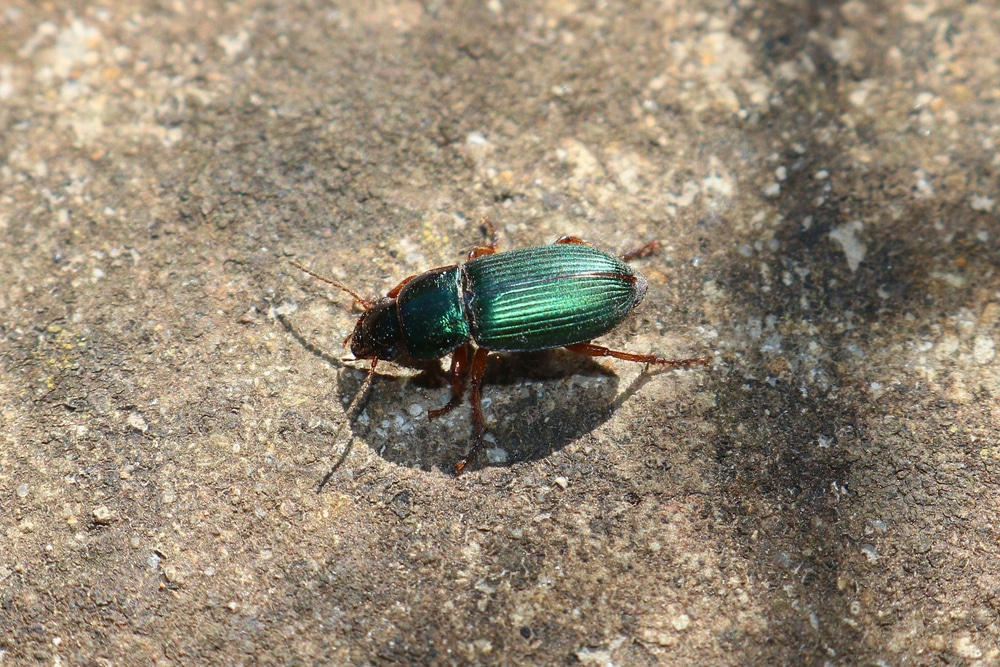 Beetles That Look Like Roaches