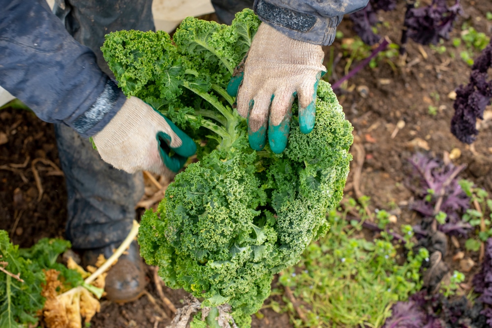 Harvest Kale