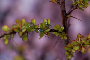 Thorny Weeds