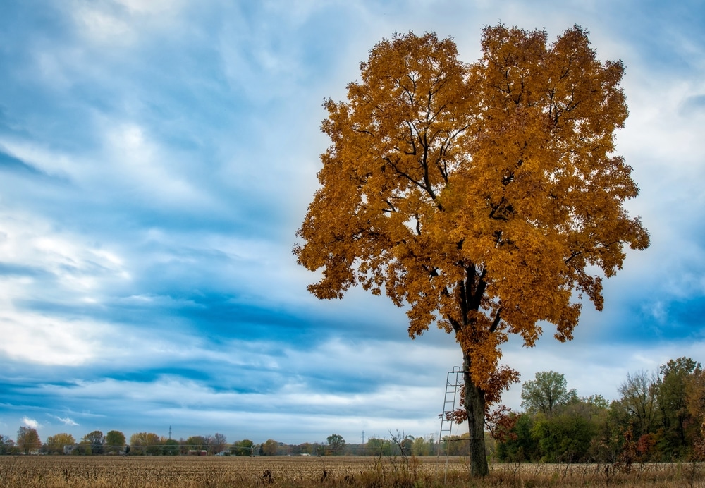 Hickory Trees Maryland