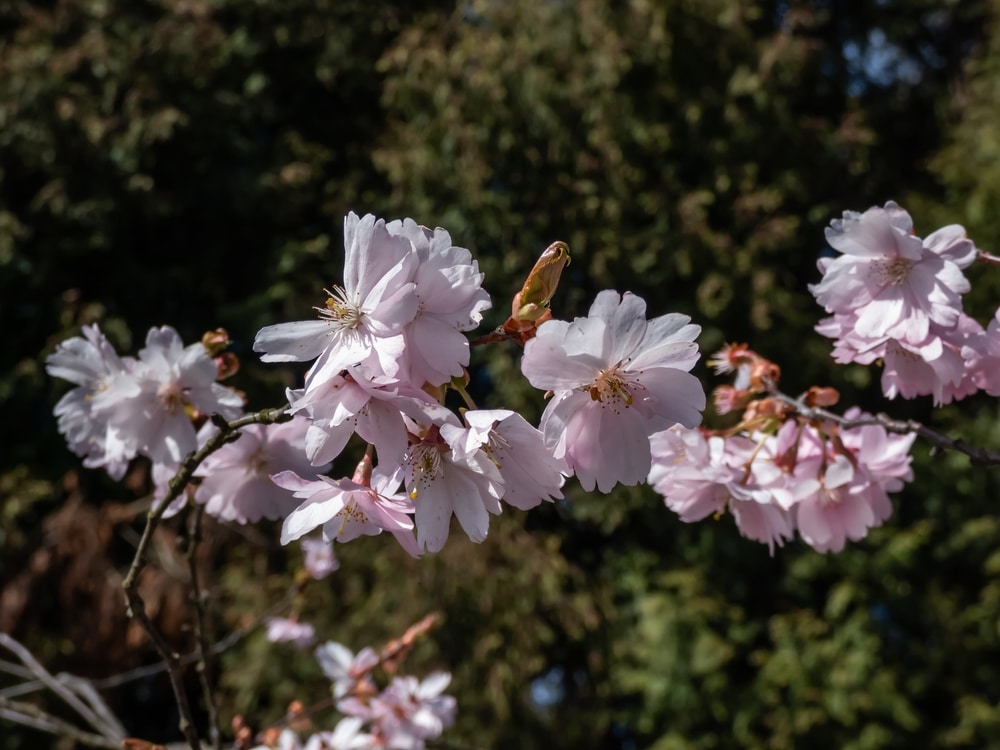 Virginia Cherry Tree 