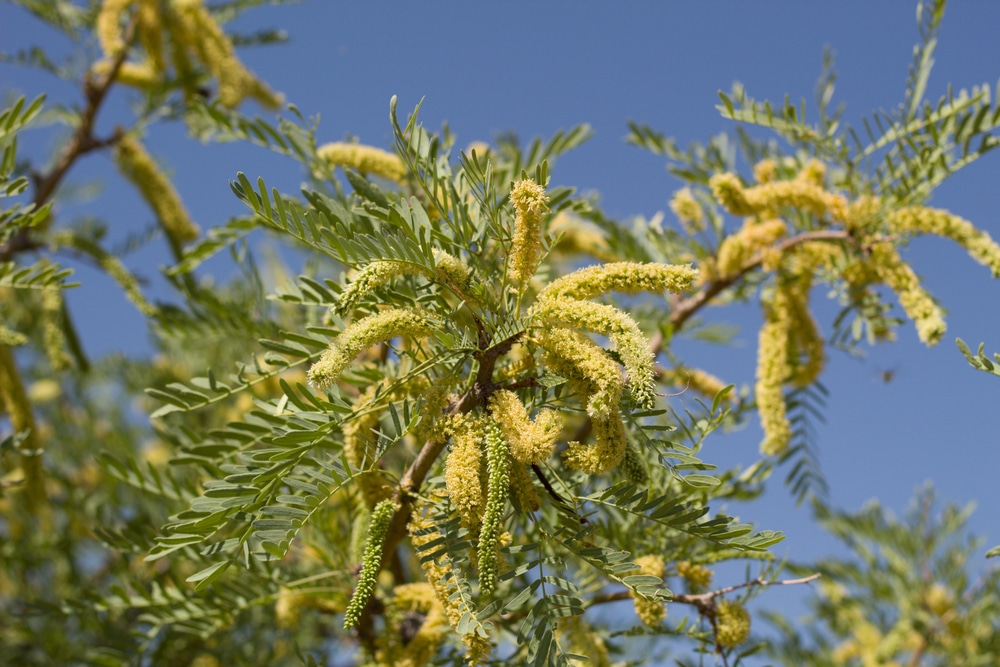 Honey Mesquite