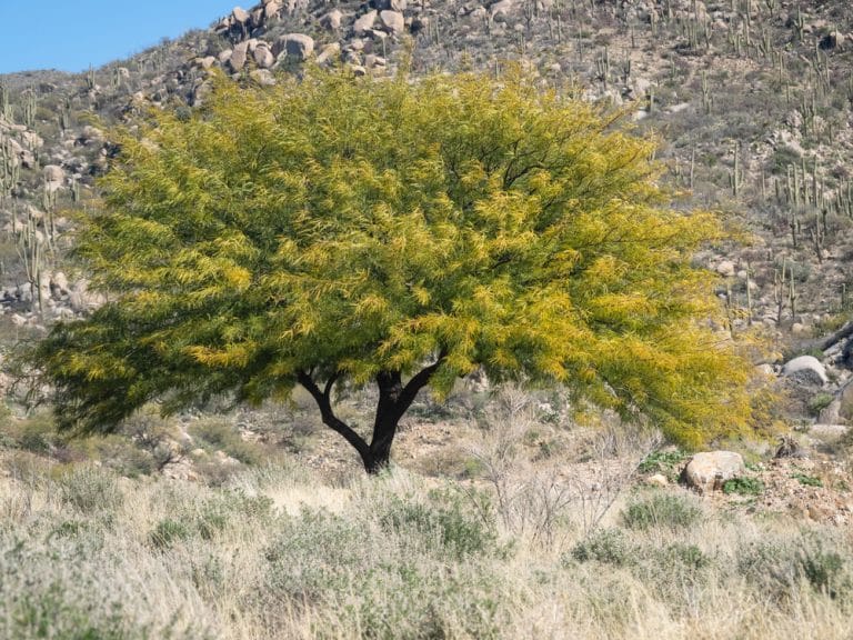 Mesquite Trees Arizona Which Varieties to Grow? GFL Outdoors