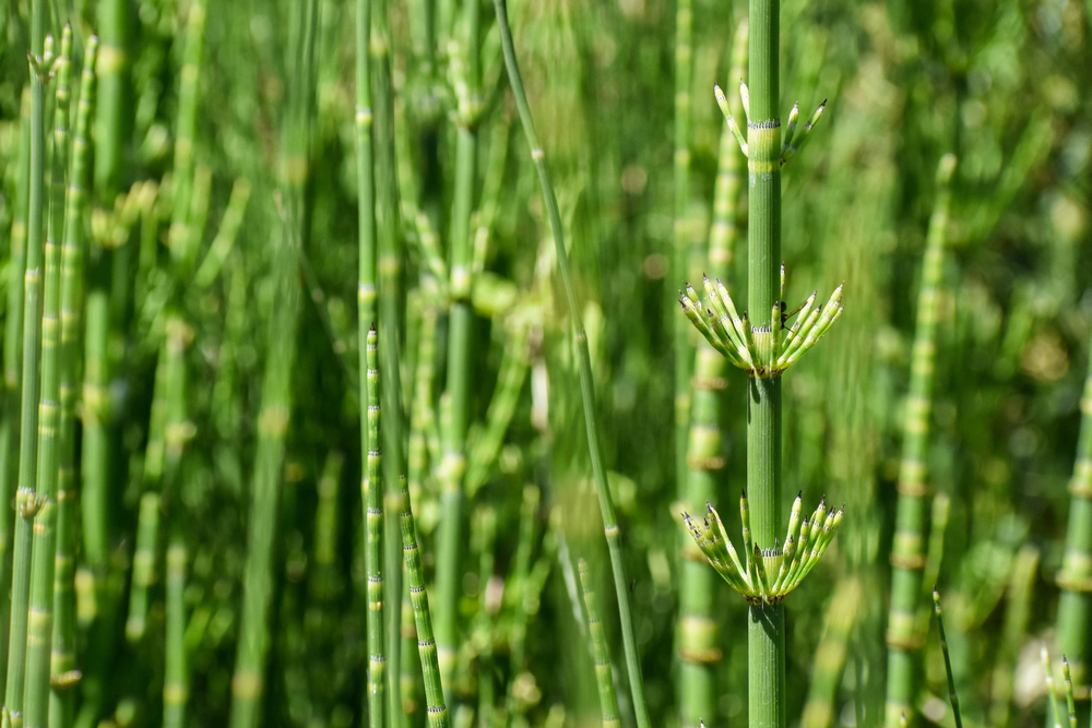 Plants That Look Like Asparagus