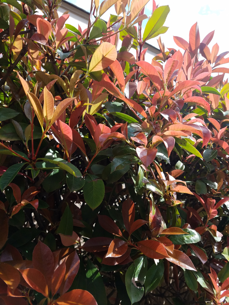 How Far Apart To Plant Skip Laurels A Growers Guide