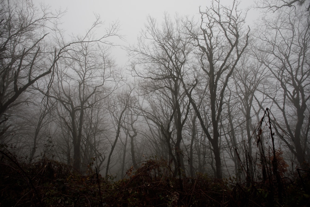 How Long Can a Dead Tree Remain Standing