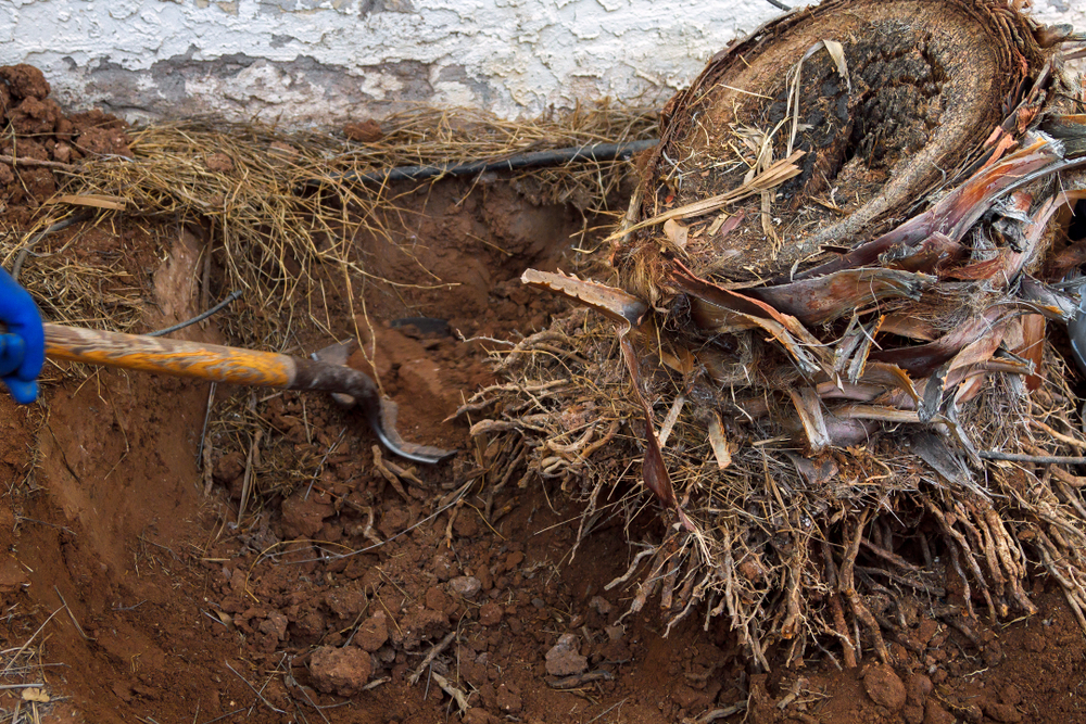 How Long Does it Take for Tree Stumps To Rot?