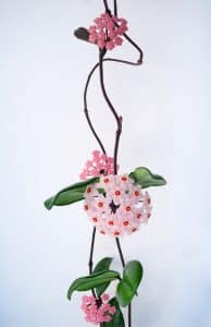 Hoya Linearis 