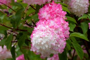 Lime on Hydrangeas