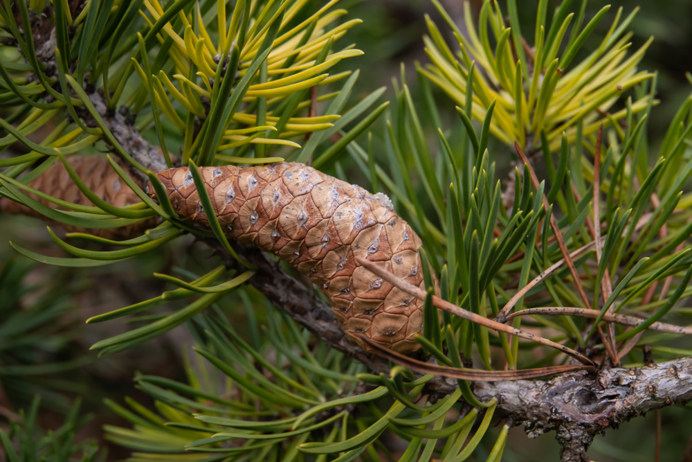 Pine Trees in Missouri