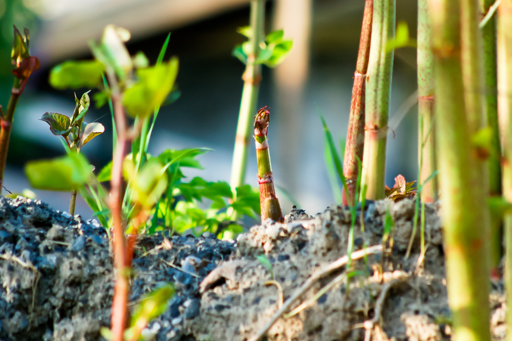 Plants That Look Like Asparagus