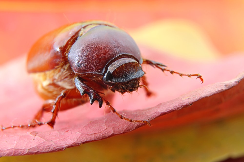 Beetles That Look Like Roaches