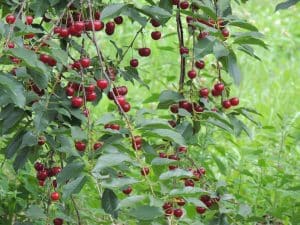 Fruit Trees in Maryland