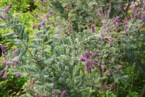 Nebraska Native Bushes