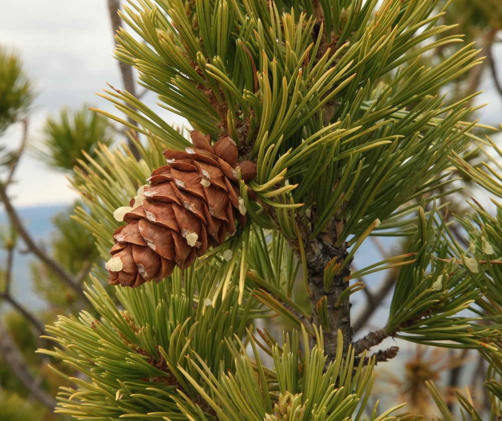 Pine Trees in Arizona 