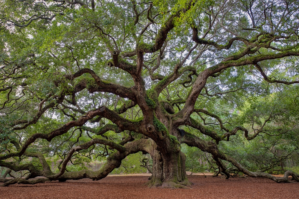 Arizona Oak Tree