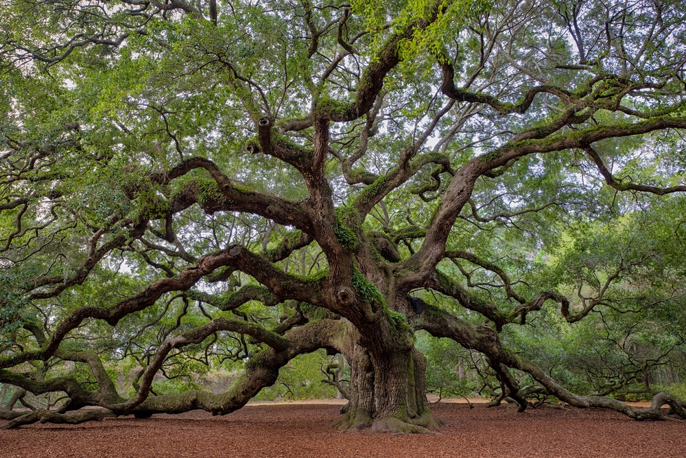 Laurel Oak (Quercus laurifolia)