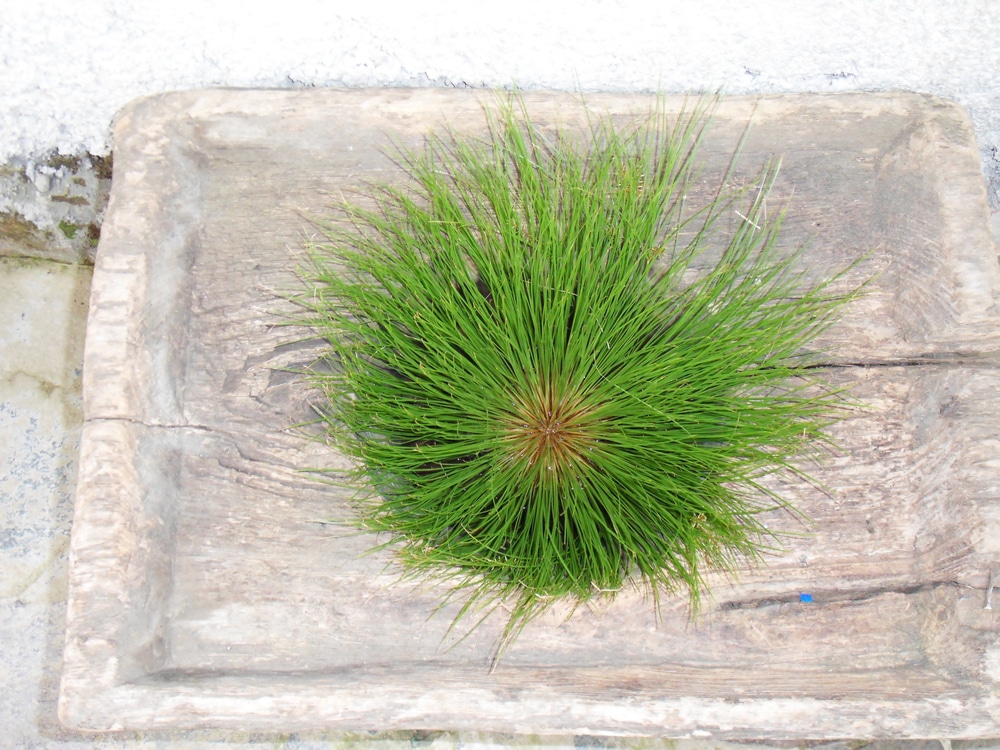 Plants That Look Like Hair