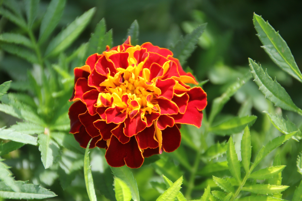 Flowers That Grow Well in Arizona