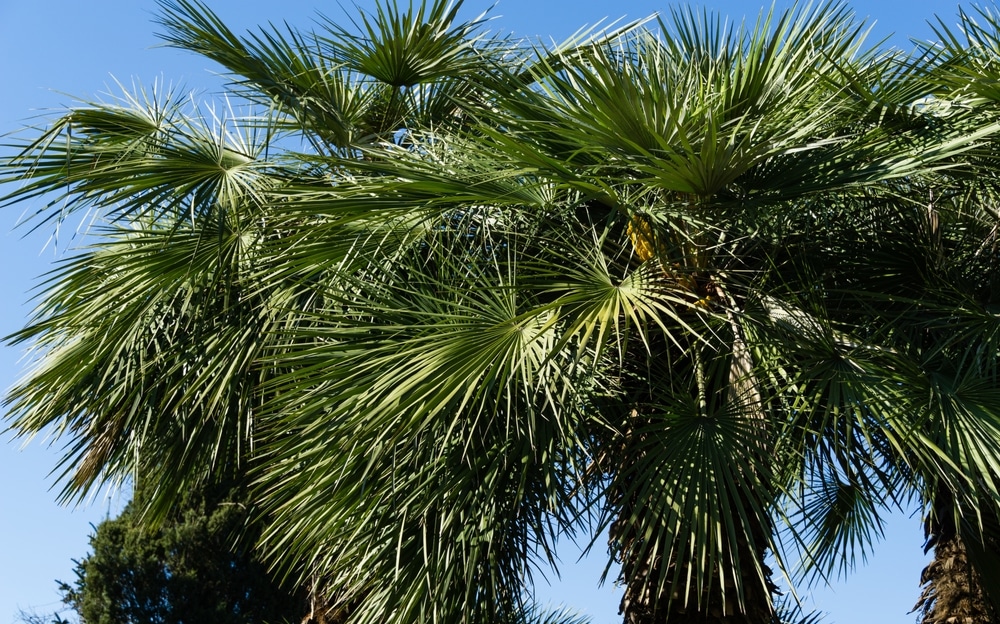 What Saw To Use To Trim Palm Trees